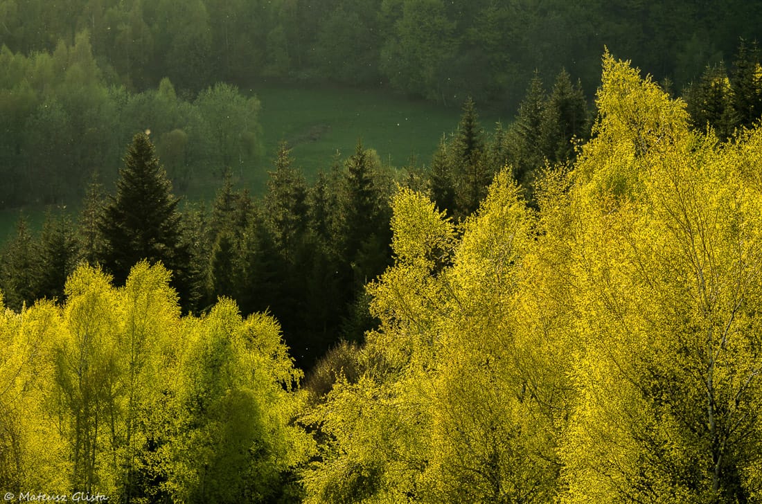 Wiosenny las, fot. M. Glista