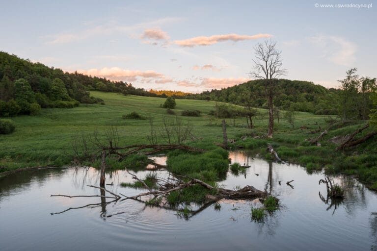 Beskid Niski Otoczenie bobrowisko